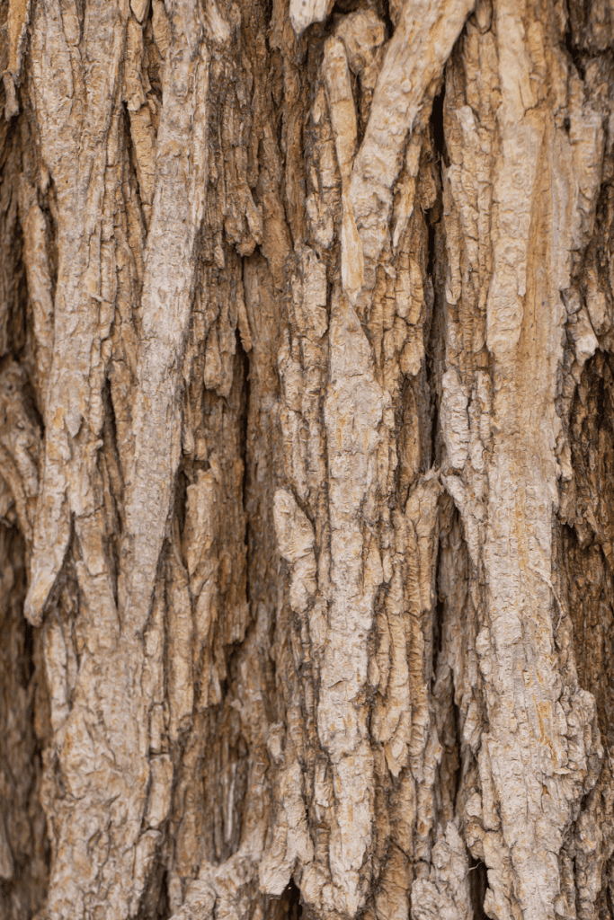 Elm tree bark