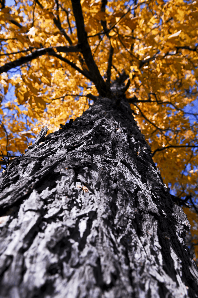 Elm tree in autumn