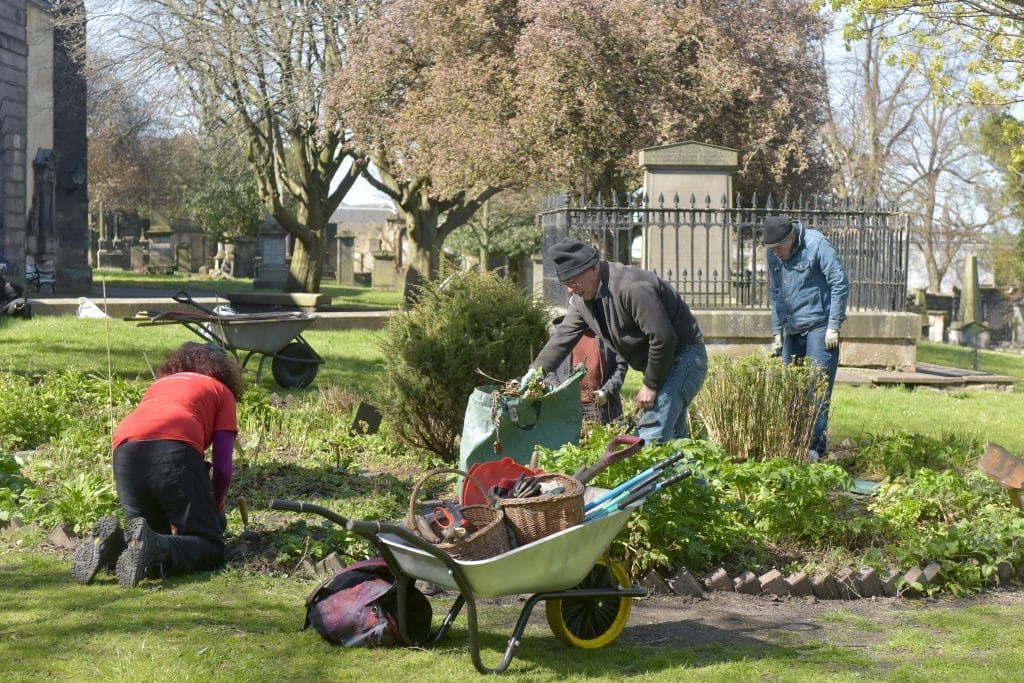 Herb garden volunteers